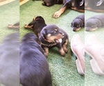Small Photo #2 Rottweiler Puppy For Sale in CHATHAM, VA, USA