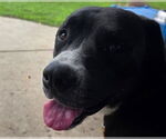 Small #1 Great Dane Mix
