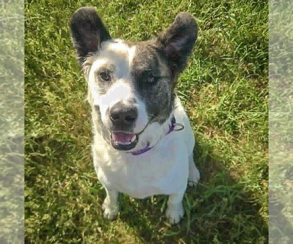 Medium Photo #10 American Staffordshire Terrier-Border Collie Mix Puppy For Sale in Huntley, IL, USA