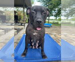 Small American Pit Bull Terrier Mix