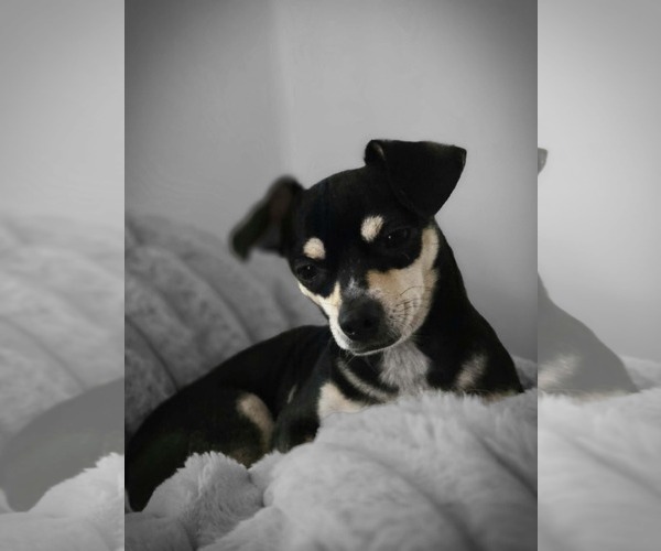 Medium Photo #2 Chiweenie Puppy For Sale in Lakemont, GA, USA