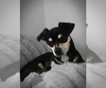 Small Photo #2 Chiweenie Puppy For Sale in Lakemont, GA, USA