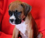 Small #4 Boxer