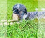 Small Photo #1 Shih Tzu Puppy For Sale in WHITE PLAINS, MD, USA