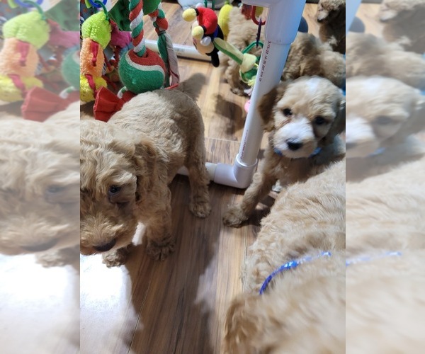 Medium Photo #7 Poodle (Standard) Puppy For Sale in AIKEN, SC, USA