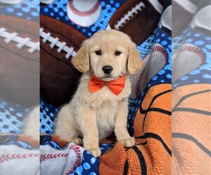 Golden Retriever Puppy for sale in OXFORD, PA, USA