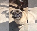 Small #1 Pug