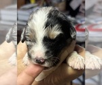 Small #1 F2 Aussiedoodle