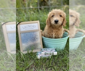Golden Retriever-Poodle (Toy) Mix Puppy for sale in LITHIA, FL, USA