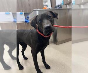 Labrador Retriever Dogs for adoption in Baytown, TX, USA