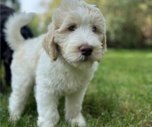 Goldendoodle Puppy for Sale in LANCASTER, Pennsylvania USA