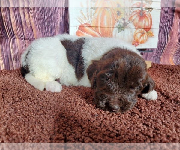 Medium Photo #4 Goldendoodle Puppy For Sale in COLORADO SPRINGS, CO, USA