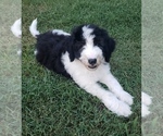 Puppy 8 Aussiedoodle