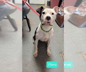 Flora-Sponsored - Female Mutt Dog for Adoption - Photo #3