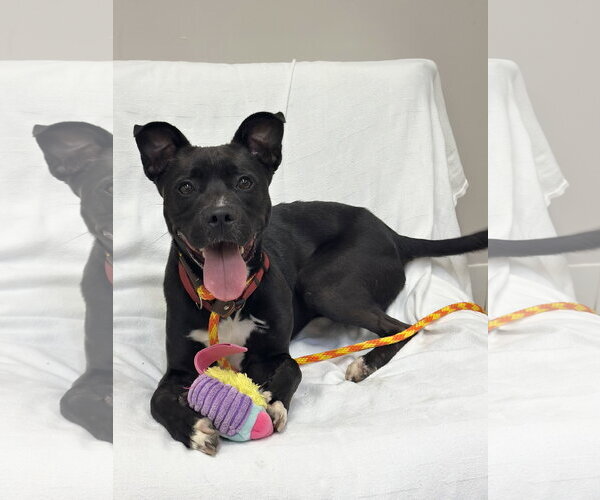 Medium Photo #2 Mutt Puppy For Sale in Rockaway, NJ, USA