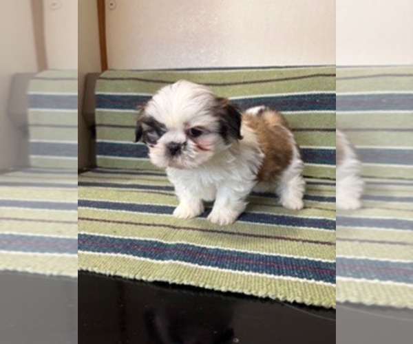 Medium Photo #1 Shih Tzu Puppy For Sale in S ZANESVILLE, OH, USA
