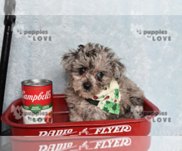 Medium Photo #4 Poodle (Toy) Puppy For Sale in SANGER, TX, USA