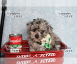 Small #3 Poodle (Toy)