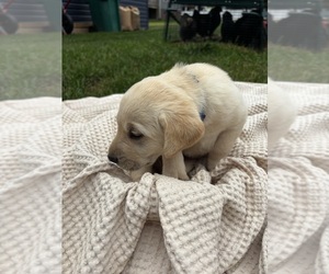 Labrador Retriever Puppy for sale in DAYTON, VA, USA
