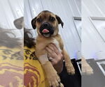 Small #1 Puggle