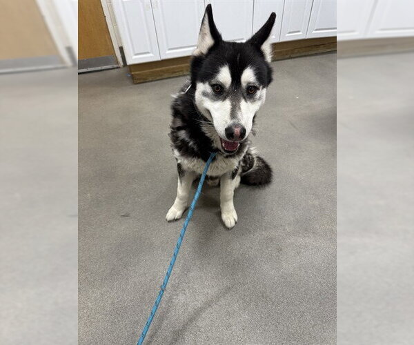 Medium Photo #1 Siberian Husky Puppy For Sale in Forestville, MD, USA