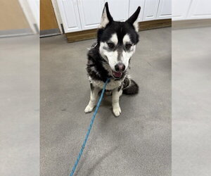 Siberian Husky Dogs for adoption in Forestville, MD, USA