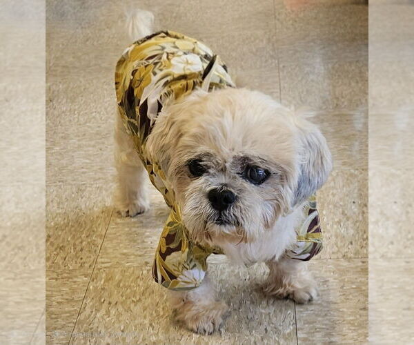 Medium Photo #5 Shih Tzu Puppy For Sale in oakland, FL, USA