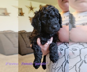 Goldendoodle Puppy for sale in RUPERT, ID, USA