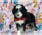 Small Photo #1 Bernedoodle (Miniature) Puppy For Sale in LANCASTER, PA, USA