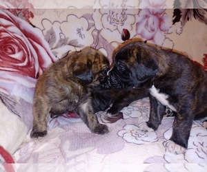 Masti-Bull-Ultimate Mastiff Mix Puppy for sale in SAN JOSE, CA, USA