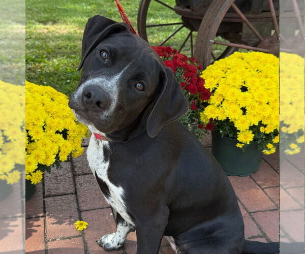Medium Photo #2 Labrador Retriever-Unknown Mix Puppy For Sale in Canton, CT, USA