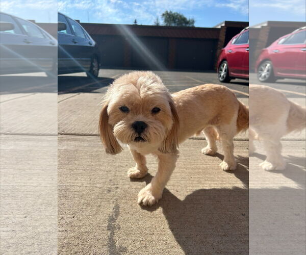 Medium Photo #3 Lhasa Apso Puppy For Sale in St. Cloud, MN, USA
