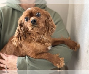 Mother of the Cavapoo puppies born on 08/08/2025