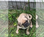 Puppy 2 Daug