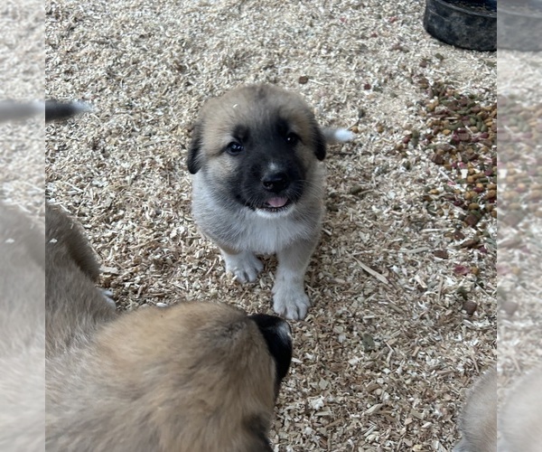 Medium Photo #7 German Shepherd Dog-Great Pyrenees Mix Puppy For Sale in STOCKTON, CA, USA