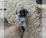 Small #6 German Shepherd Dog-Great Pyrenees Mix