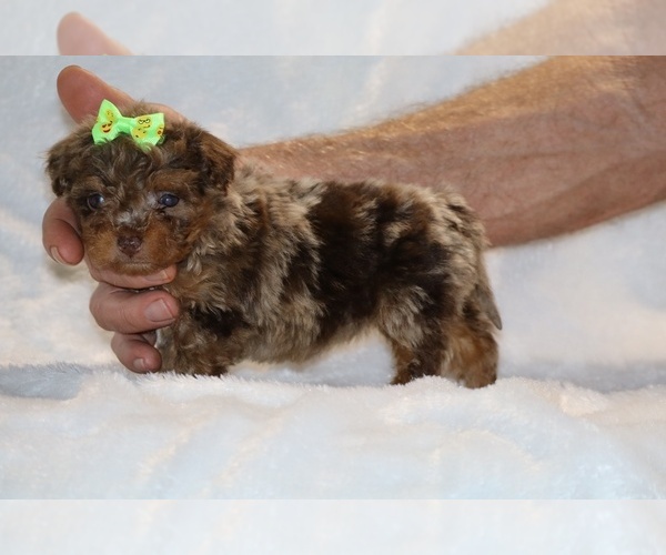 Medium Photo #4 ShihPoo Puppy For Sale in DYERSBURG, TN, USA