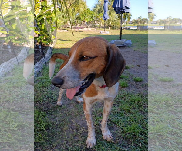 Medium Photo #11 Beagle-Unknown Mix Puppy For Sale in Dunnellon, FL, USA
