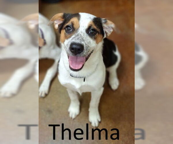 Medium Photo #3 Australian Shepherd-Unknown Mix Puppy For Sale in Mountain View, AR, USA