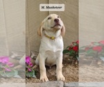 Small Labrador Retriever