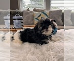 Small Photo #3 Havanese Puppy For Sale in GREENWOOD, IN, USA
