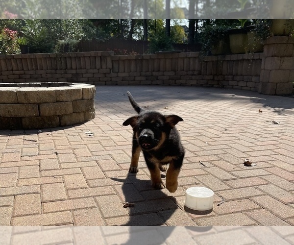 Medium Photo #14 German Shepherd Dog Puppy For Sale in KENNESAW, GA, USA