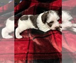 Small Photo #4 Schnoodle (Miniature) Puppy For Sale in HILLSBORO, IL, USA