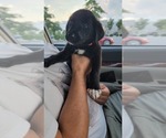 Puppy 3 Flat Coated Retriever-Golden Shepherd Mix