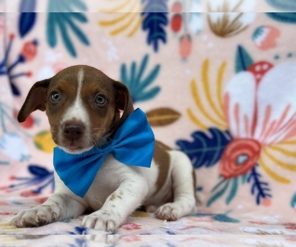 Medium Photo #2 Jack Russell Terrier Puppy For Sale in LANCASTER, PA, USA