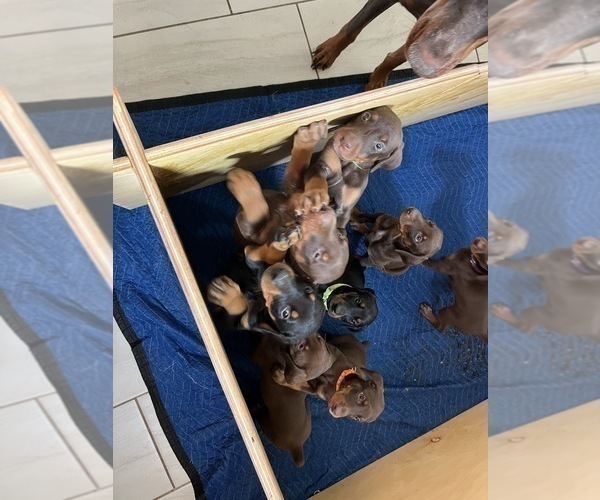 Medium Photo #5 Doberman Pinscher Puppy For Sale in PHOENIX, AZ, USA