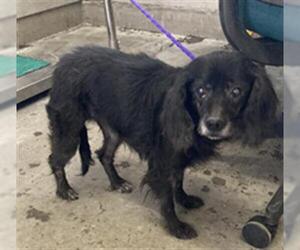 Cavalier King Charles Spaniel-Unknown Mix Dogs for adoption in Camarillo, CA, USA