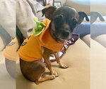 Small #8 Chihuahua