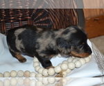 Puppy Smokey Dachshund