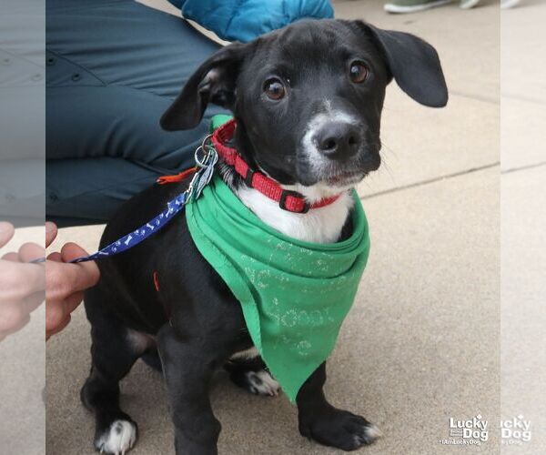 Medium Photo #3 Chihuahua-Unknown Mix Puppy For Sale in Washington, DC, USA